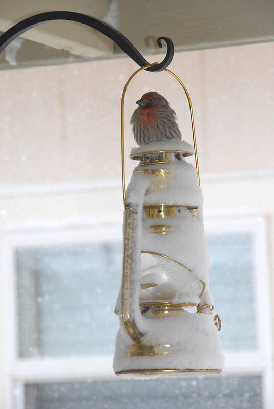 Red Finch Poster featuring the photograph Wishful Thinking by Bill Hyde