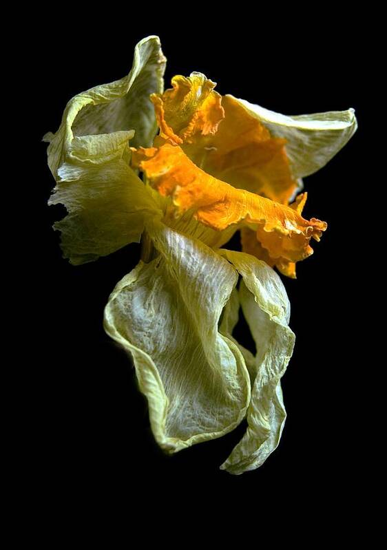 Daffodil Poster featuring the photograph Withering Daffodil by Elsa Santoro
