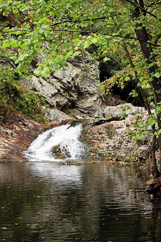 Woods Poster featuring the photograph Woodsy Flow by Kristin Elmquist