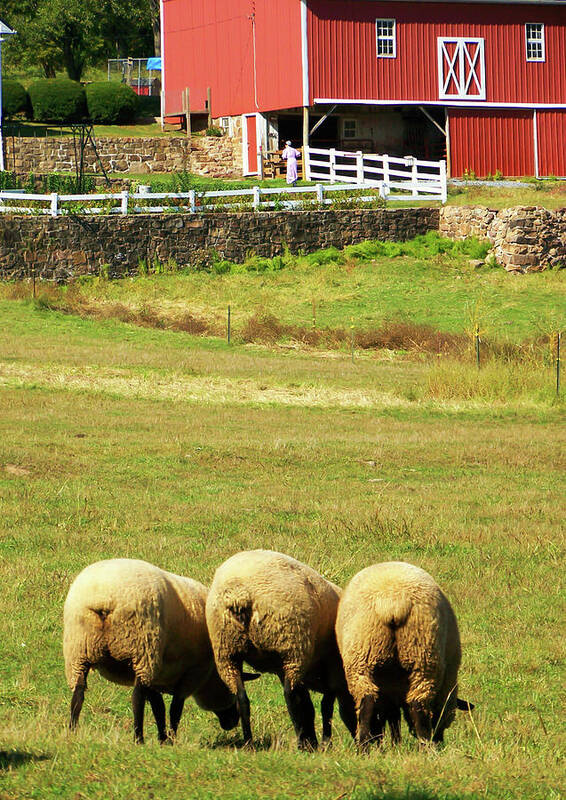 Sheep Poster featuring the photograph Wooly Bully by Trish Tritz