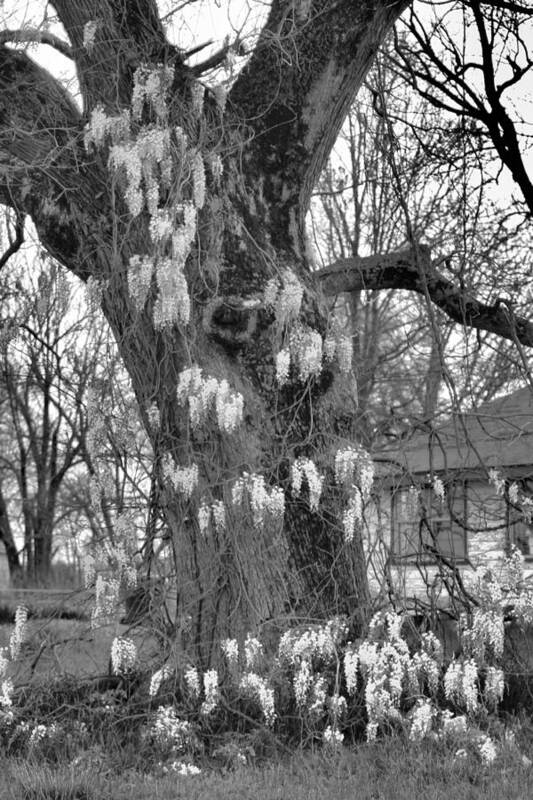 Wysteria Poster featuring the photograph Wysteria Tree in Black and White by Karen Wagner