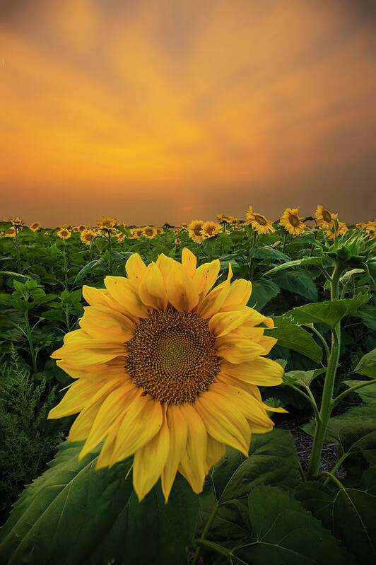 Sunflowers Poster featuring the photograph Yellow by Aaron J Groen