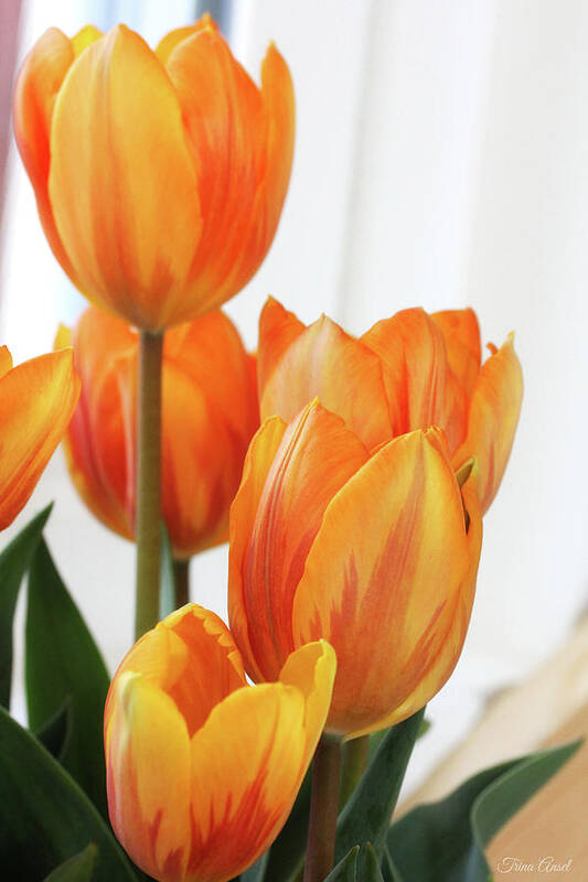 Flowers Poster featuring the photograph Yellow and Orange Striped Tulips by Trina Ansel