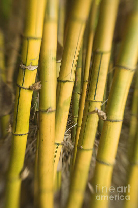 Abstract Poster featuring the photograph Yellow Bamboo Stalks by Ron Dahlquist - Printscapes