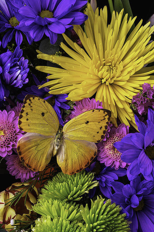 Daisy Poster featuring the photograph Yellow Butterfly On Bouquet by Garry Gay
