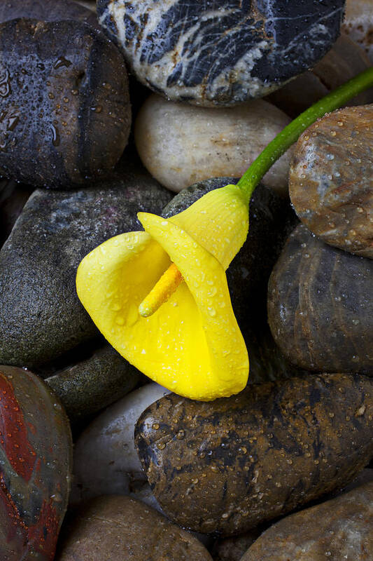 Yellow Poster featuring the photograph Yellow Calla Lily On Rocks by Garry Gay