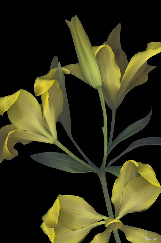 Tiger Lily Lilly Yellow Flower Plant Stem Leaf Leaves Petal Bow Bouquet Black Green Happy Bright Floral Gift Poster featuring the photograph Yellow Lily on Black by Heather Kirk