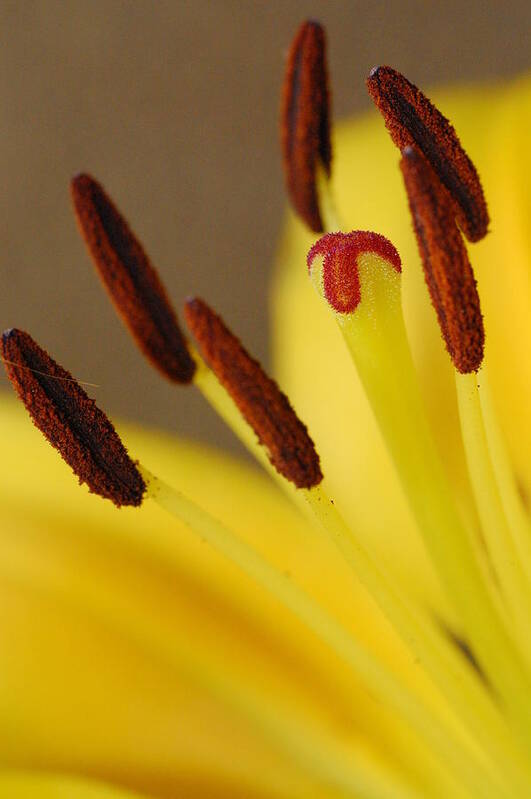 Flower Poster featuring the photograph Yellow Lily Reach 2 by Amy Fose