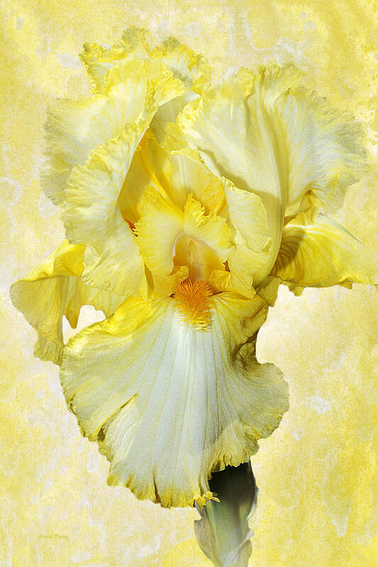 Iris Flower Poster featuring the photograph Yellow Mist Iris by Phyllis Denton