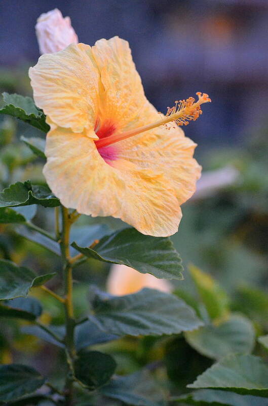 Flower Poster featuring the photograph Yellow Red Hibiscus Profile by Amy Fose