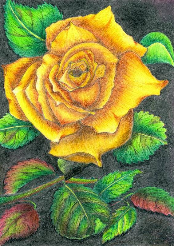 Flower Poster featuring the drawing Yellow rose by Tara Krishna