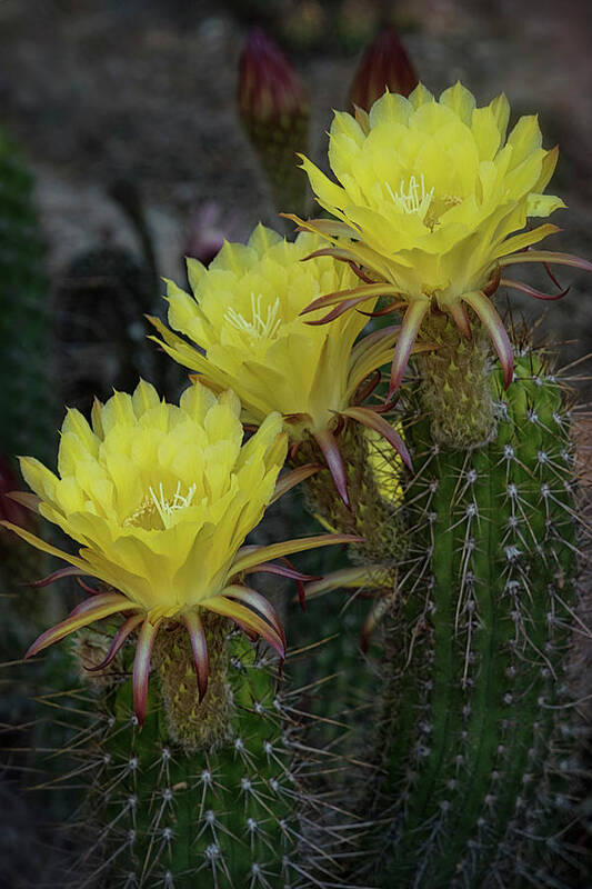 Yellow Torch Cactus Poster featuring the photograph Yellow Torch Cactus Bouquet by Saija Lehtonen