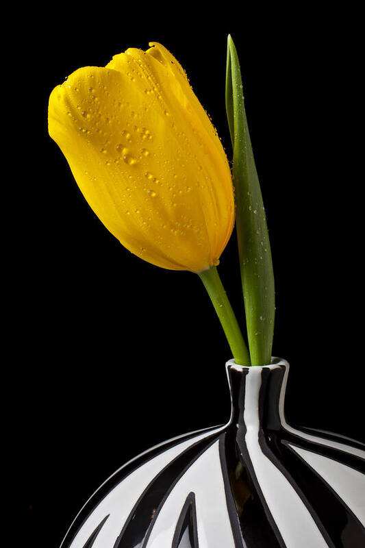 Yellow Poster featuring the photograph Yellow tulip in striped vase by Garry Gay