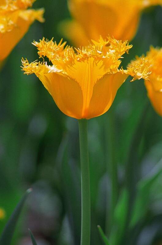 Tulip Poster featuring the photograph Yellow Tulip by Rick Rauzi