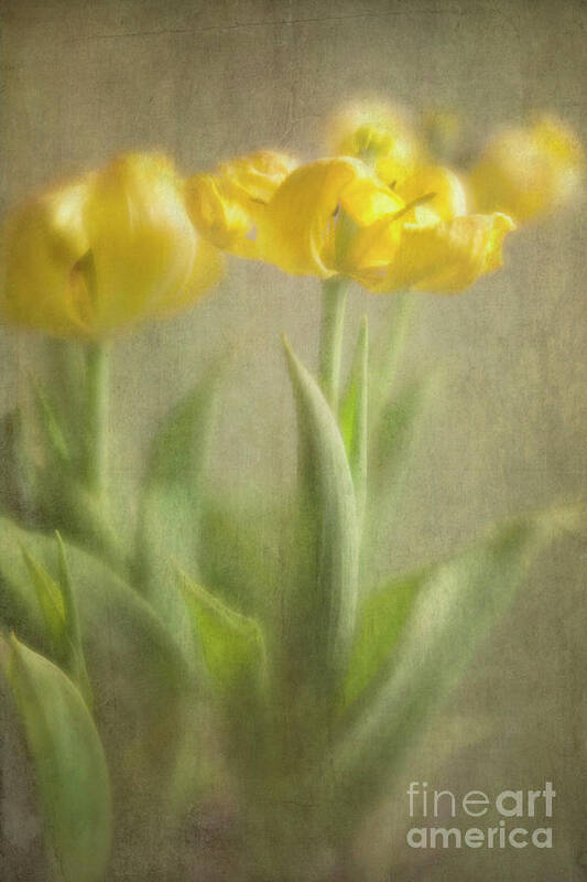 Yellow Tulips Poster featuring the photograph Yellow Tulips by Elena Nosyreva