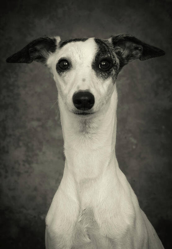 Whippet Poster featuring the photograph Young Whippet In Black and White by Greg and Chrystal Mimbs