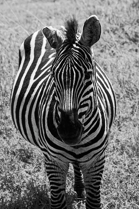 Zebra Close-up Poster featuring the photograph Zebra Close-up by Sally Weigand