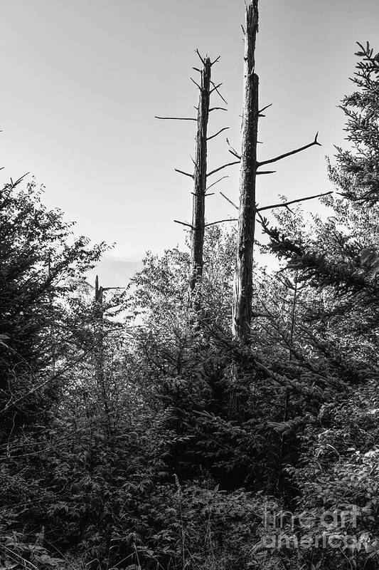 Smokies Poster featuring the photograph Black And White Forest #1 by Phil Perkins