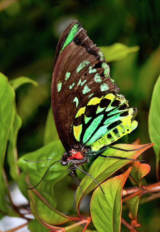 Insect Poster featuring the photograph Colorful Male Birdwing Butterfly #1 by Jodijacobson