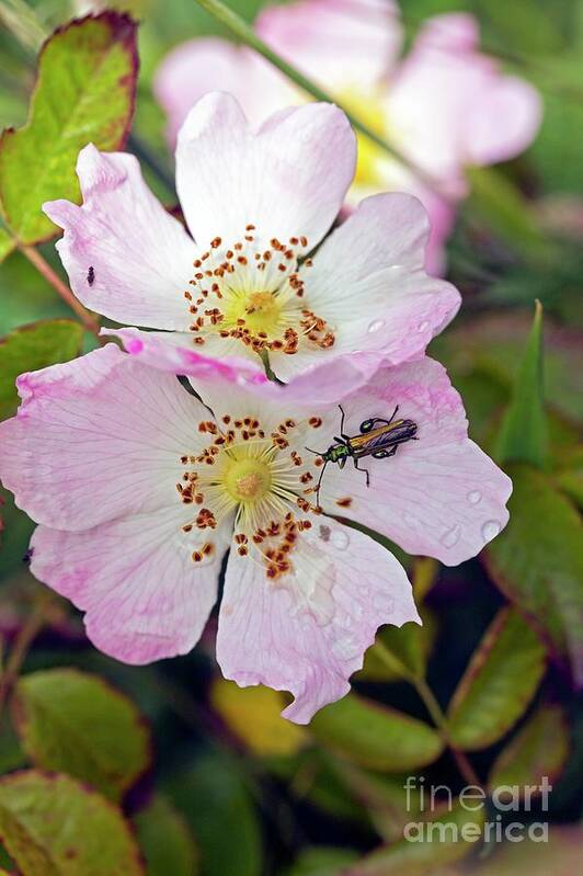 Dog Rose Poster featuring the photograph Dog Rose (rosa Canina) #1 by Dr Keith Wheeler/science Photo Library