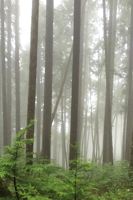 Karen Zuk Rosenblatt Art And Photography Poster featuring the photograph Foggy Forest #1 by Karen Zuk Rosenblatt