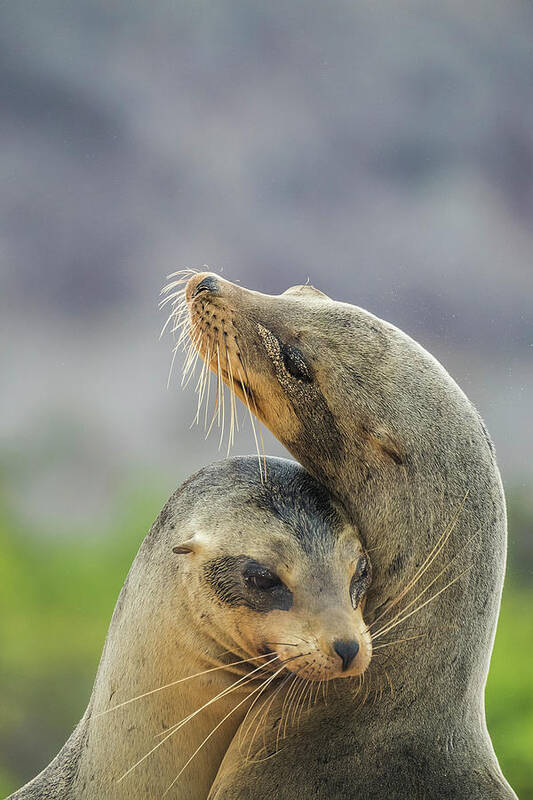 Animal Poster featuring the photograph Galapagos Sea Lions Nuzzling #1 by Tui De Roy