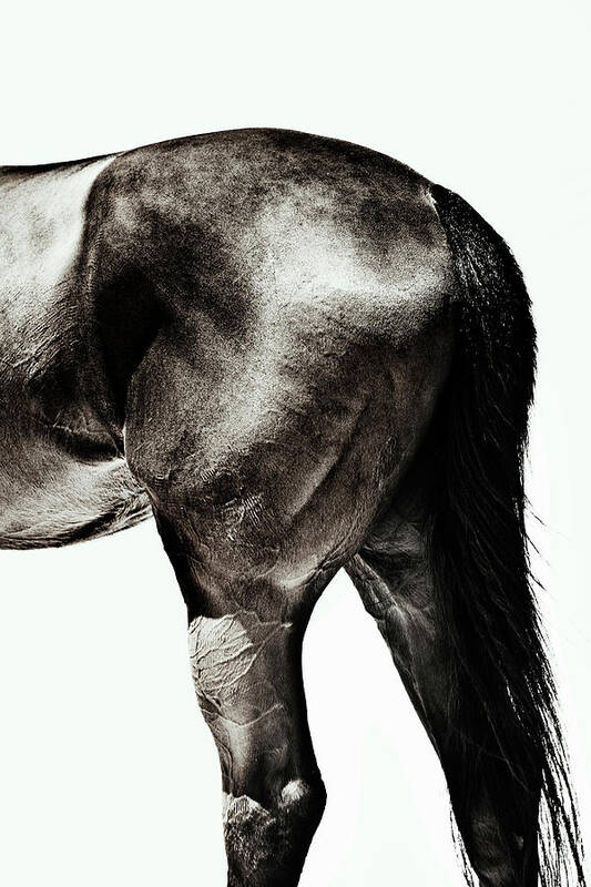 Horse Poster featuring the photograph Horse #1 by Yusuke Murata