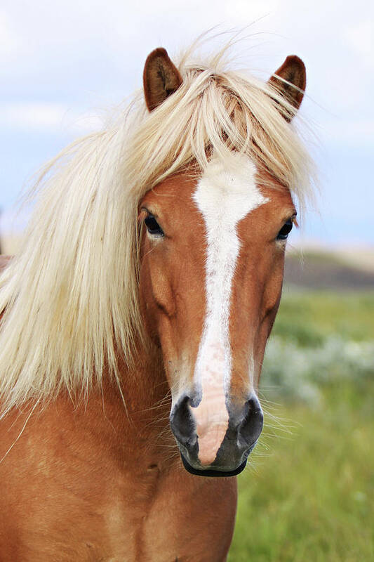 Horse Poster featuring the photograph Icelandic Horse #1 by Gigja Einarsdottir