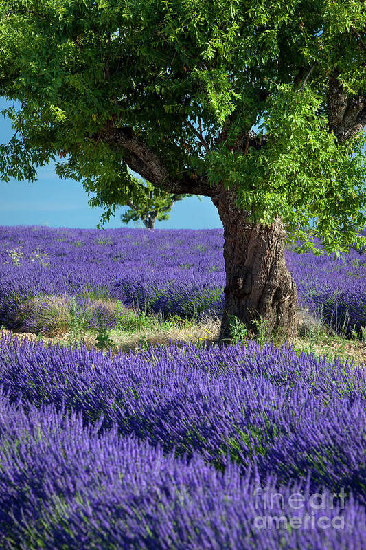 Lavender Poster featuring the photograph Lone Tree in Lavender by Brian Jannsen