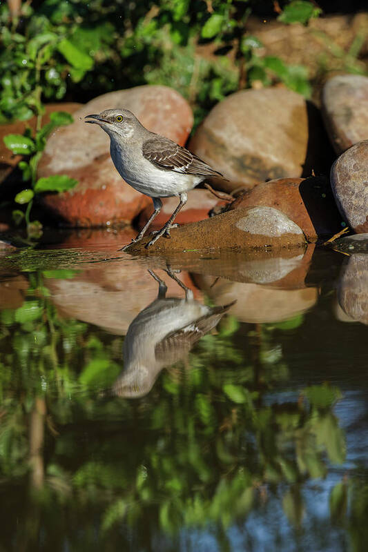 Adam Jones Poster featuring the photograph Northern Mockingbird Drinking #1 by Adam Jones