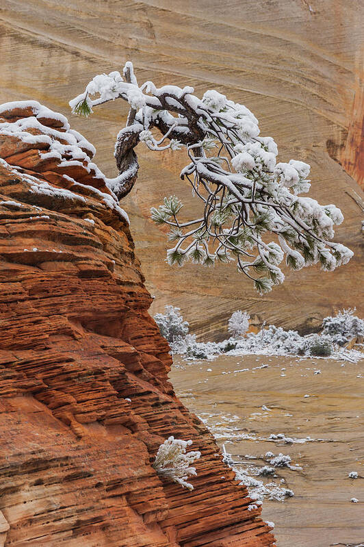 Jeff Foott Poster featuring the photograph Pine Tree In Zion Natl Park #1 by Jeff Foott