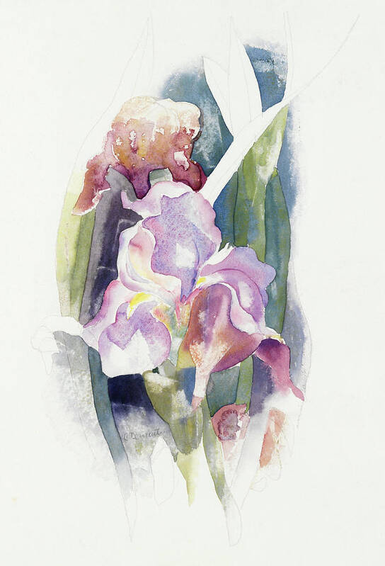 Charles Demuth Poster featuring the painting Purple Iris. #1 by Charles Demuth