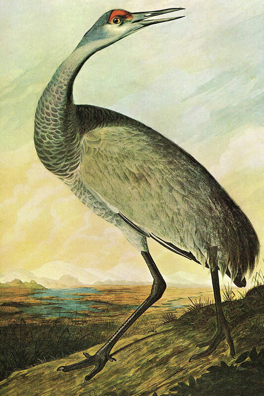 Ornithologist Poster featuring the painting Sandhill Crane #1 by John James Audubon