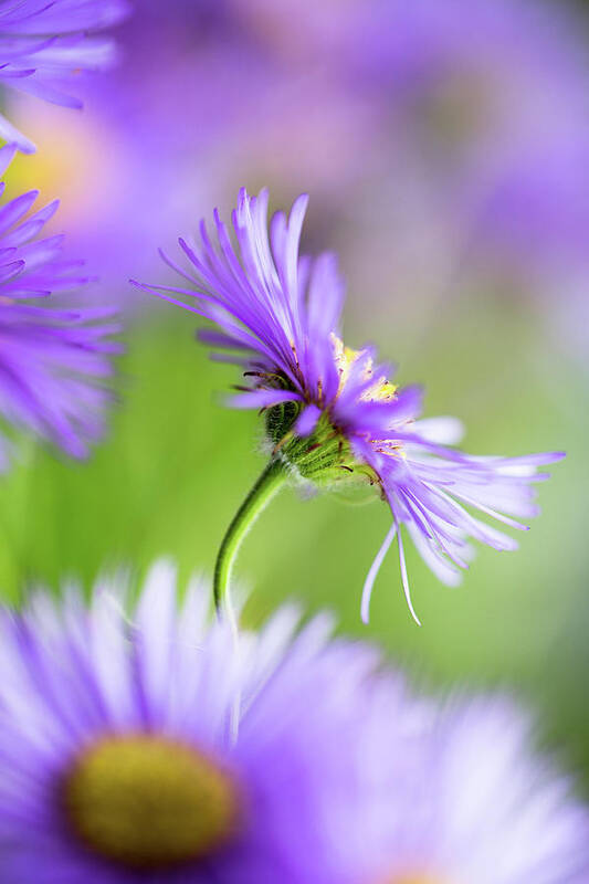 Flowers Poster featuring the photograph Summer Splash #1 by Dusan Ljubicic