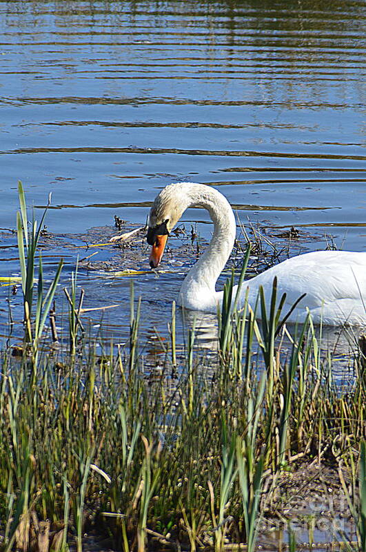 Swan Poster featuring the photograph Swan #1 by Andy Thompson