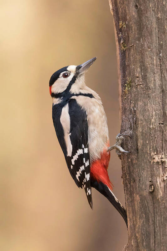 Woodpecker Poster featuring the photograph Woodpecker #1 by Paolo Bolla