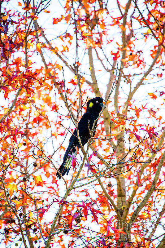 Yellow Tailed Black Cockatoo Poster featuring the photograph Yellow tailed black cockatoo #2 by Sheila Smart Fine Art Photography