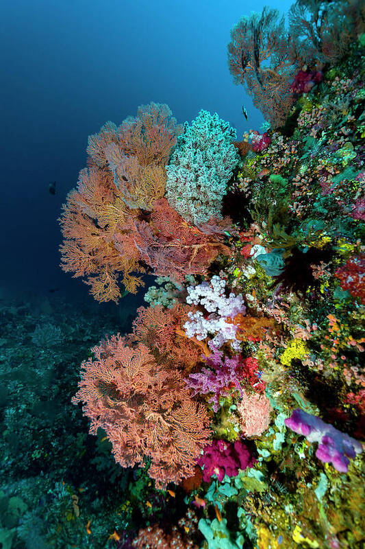 Goraici Islands Poster featuring the photograph Reef Scene In Halmahera, Indonesia #13 by Bruce Shafer