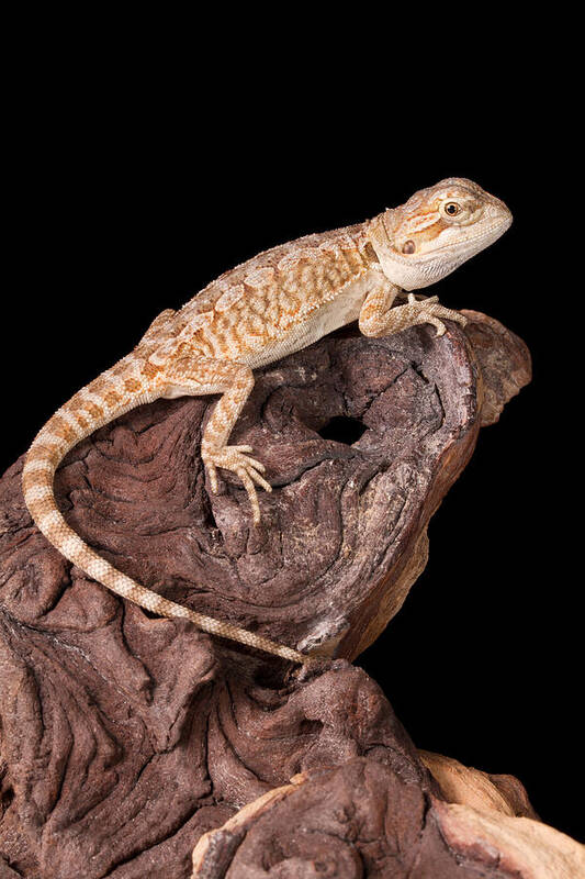 Agamidae Poster featuring the photograph Bearded Dragon Pogona #2 by David Kenny