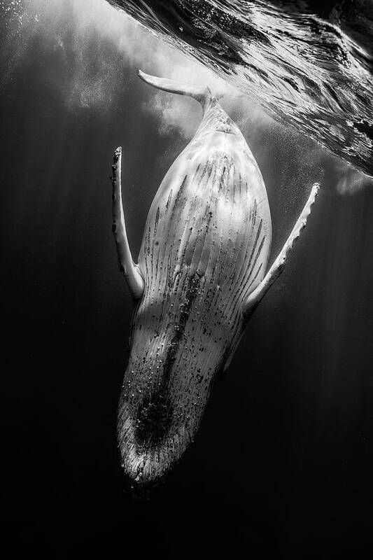 Humpback Poster featuring the photograph Black & Whale #2 by Barathieu Gabriel