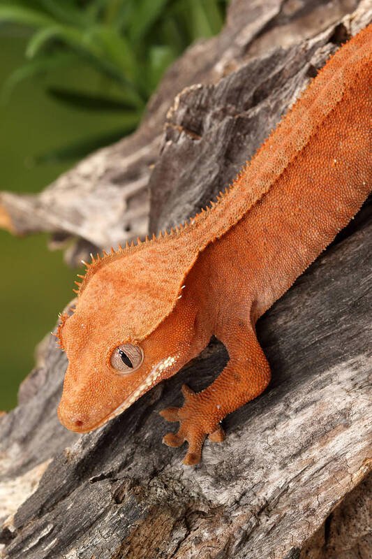 Animal Poster featuring the photograph Crested Gecko Correlophus Ciliatus #2 by David Kenny