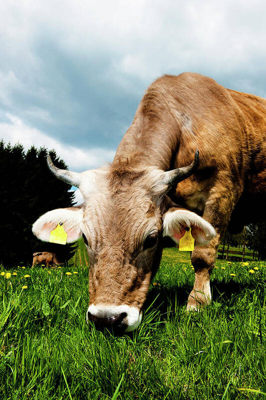 Grass Poster featuring the photograph Curious Cow #2 by Georghanf