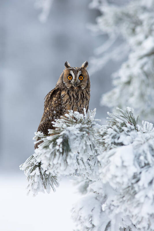  Poster featuring the photograph Long-eared Owl #2 by Milan Zygmunt