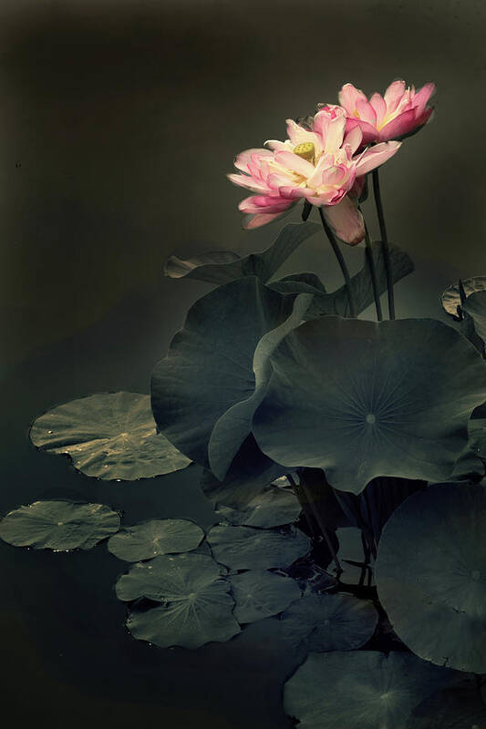 Lotus Poster featuring the photograph Midnight Lotus by Jessica Jenney
