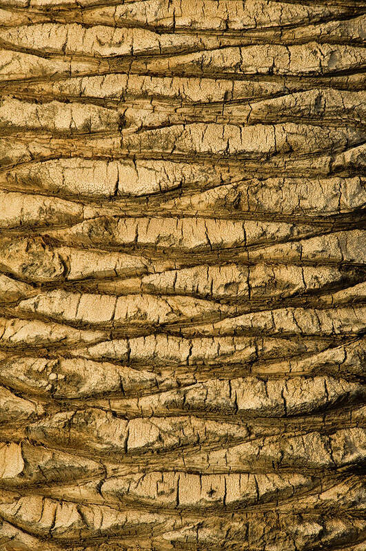 Toughness Poster featuring the photograph Palm Tree Trunk Close-up #2 by Brian Stablyk