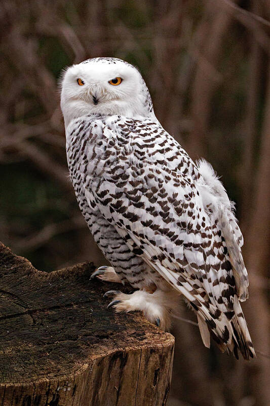 Owl Poster featuring the photograph Snowy Owl #1 by Ira Marcus