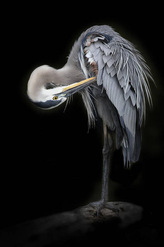 Bird Poster featuring the photograph The Great Blue Heron #2 by Linda D Lester