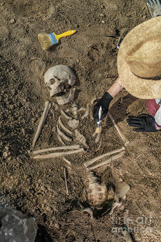 Skeleton Poster featuring the photograph Archaeologist Excavating Skeleton #27 by Microgen Images/science Photo Library