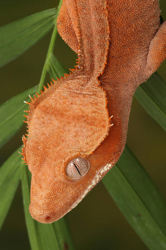 Animal Poster featuring the photograph Crested Gecko Correlophus Ciliatus #3 by David Kenny