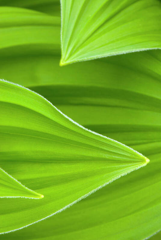 Curve Poster featuring the photograph False Helebore Corn Lily Veratrum Viride #3 by Alan Majchrowicz